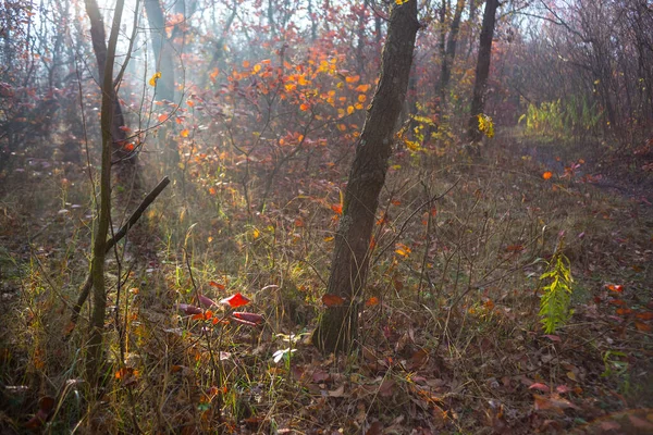 Jesienna Polana Leśna Świetle Słońca Jesienne Naturalne Tło — Zdjęcie stockowe