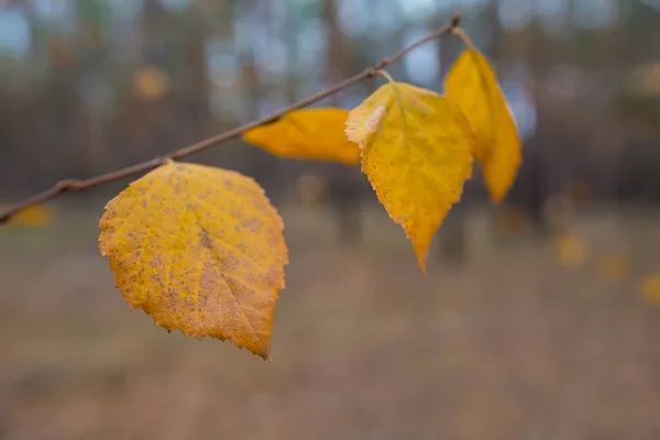 Nahaufnahme Rote Herbstblätter Auf Einem Ast Saisonaler Natürlicher Hintergrund — Stockfoto