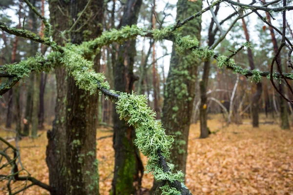 Närbild Träd Gren Skog Som Omfattas Lavar Naturlig Katastrof Bakgrund — Stockfoto