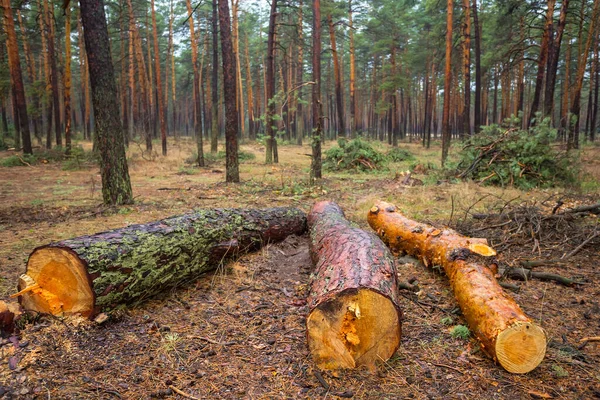 Haufen Von Kiefernstamm Liegen Einem Wald Holz Freien Hintergrund — Stockfoto