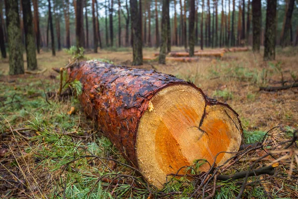 Крупним Планом Сосновий Стовбур Лежить Лісі Відкритому Фоні Пиломатеріалів — стокове фото