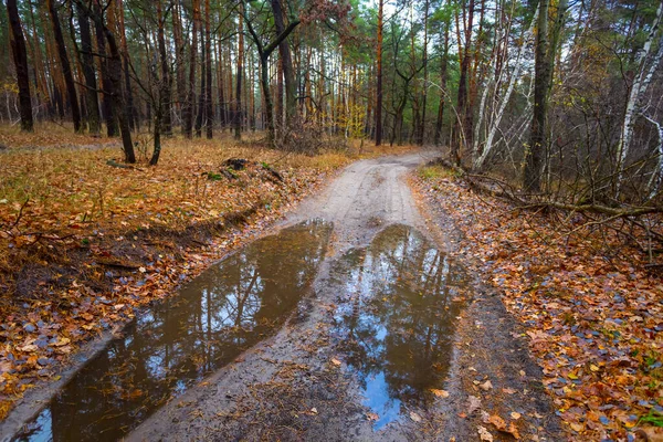 Droga Gruntowa Kałużą Jesiennym Lesie Scena Quirt Outdoor — Zdjęcie stockowe