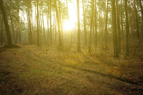 Las Sosnowy Polana Świetle Wieczornego Słońca — Zdjęcie stockowe