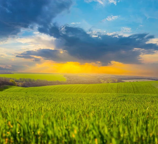 Green Rural Field Dramatic Sunset Agricultural Scene — Stock Photo, Image