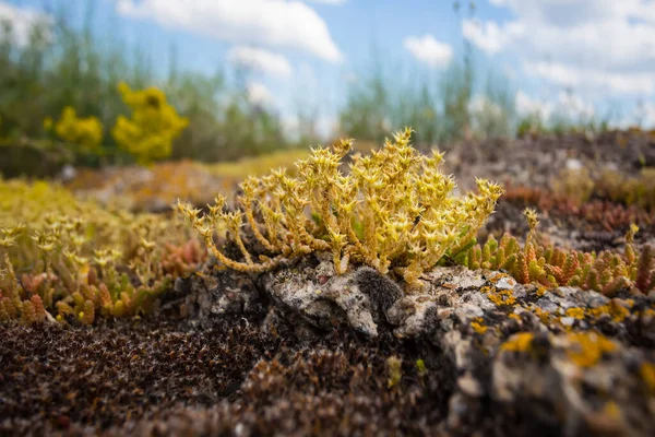 Closeup Lichen Bush Growth Old Huge Stone — Stock Photo, Image