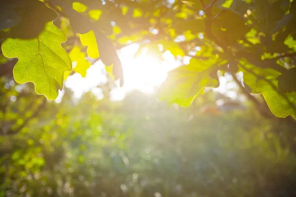 Nahaufnahme Rote Herbst Eiche Zweig Einem Licht Der Sonne Saisonalen — Stockfoto