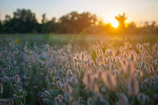 夕日に野の花が美しい森のグレード素敵な屋外の背景 — ストック写真
