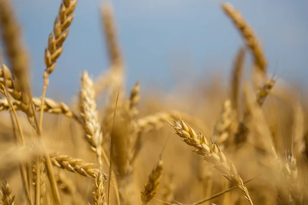 Nahaufnahme Goldene Weizenähren Landwirtschaftlicher Hintergrund Sommer — Stockfoto