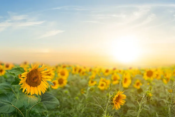 Nahaufnahme Sonnenblumenfeld Bei Sonnenuntergang Schöner Landwirtschaftlicher Hintergrund — Stockfoto