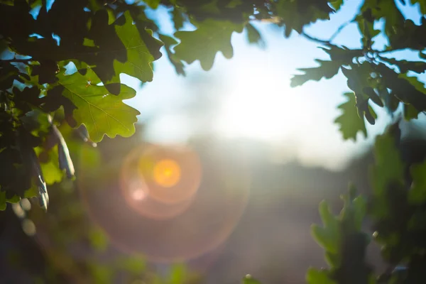 Närbild Gren Ett Ljus Solen Säsongsbetonad Naturlig Bakgrund — Stockfoto