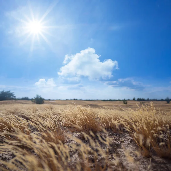 Zomer Prairie Onder Een Fonkelende Zon Outdoor Grasland Scene — Stockfoto