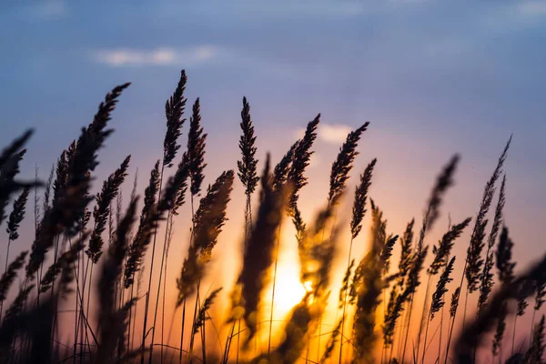 Closeup Grass Silhouette Dramatic Sunset Background — Stock Photo, Image