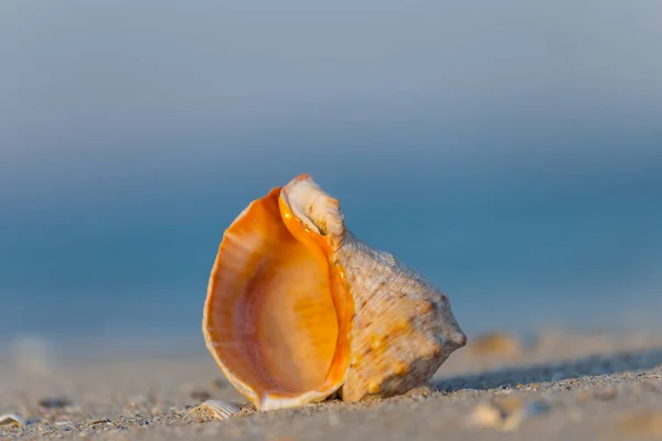 Один Морський Снаряд Лежить Піщаному Морському Пляжі Літня Сцена Відпочинку — стокове фото