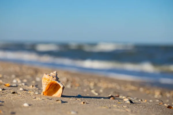 Μόνο Θαλάσσιο Κέλυφος Βρίσκεται Μια Αμμώδη Παραλία Σκηνή Καλοκαιρινές Διακοπές — Φωτογραφία Αρχείου