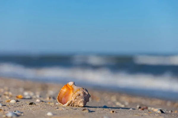 Sam Morskie Powłoki Leżą Piaszczystej Plaży Morskiej Letniej Scenie Wakacje — Zdjęcie stockowe