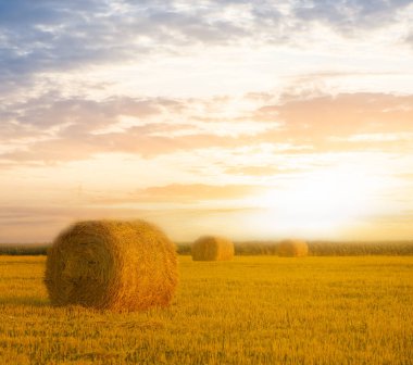 Günbatımında saman yığını olan yaz buğday tarlası, tarım geçmişi