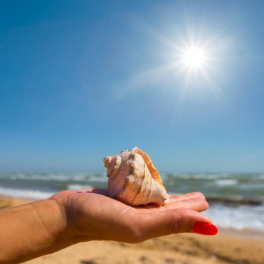 Kadın avucundaki deniz kabuğu.