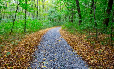 Kuru bir sonbahar yaprakları ile kaplı bir ormanda asfalt yol, sonbahar yolculuğu arka planı