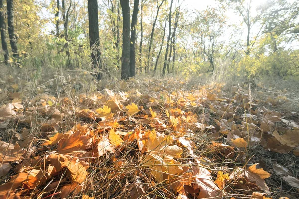 Radura Della Foresta Autunnale Con Foglie Secche Raggio Sole — Foto Stock