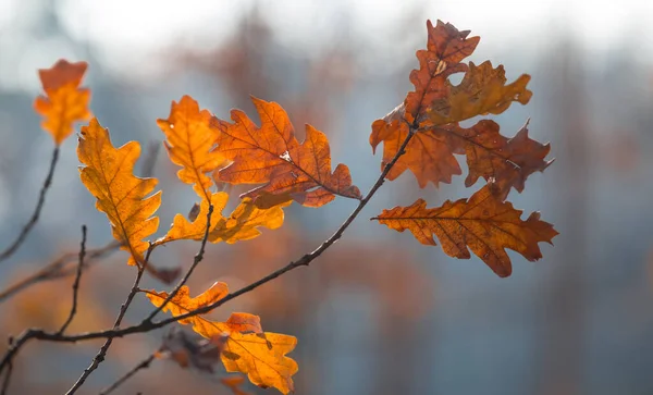 Nahaufnahme Roter Eichenzweig Herbstwald Herbstlicher Natürlicher Hintergrund — Stockfoto