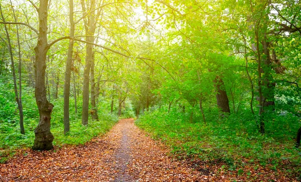 Asphaltstraße Durch Einen Wald Bedeckt Von Trockenen Herbstblättern Herbstlicher Reisehintergrund — Stockfoto