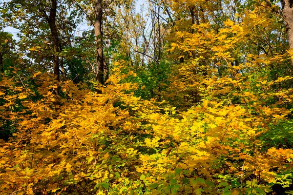 Červený Suchý Podzimní Les Venkovní Přírodní Pozadí — Stock fotografie