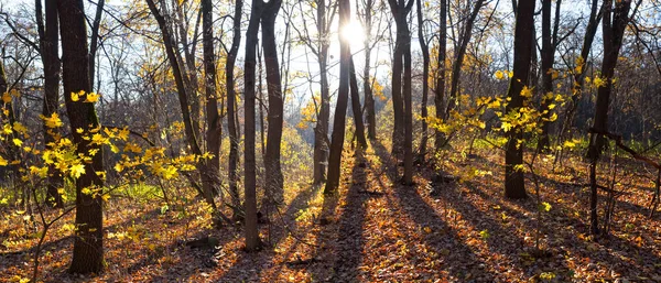 Красный Осенний Лес Поляна Лучах Солнца Красивый Осенний Природный Фон — стоковое фото