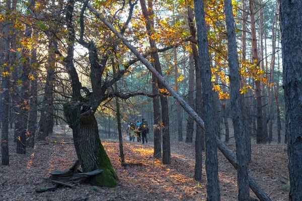 Grupa Turystów Spacer Jesiennym Lesie — Zdjęcie stockowe