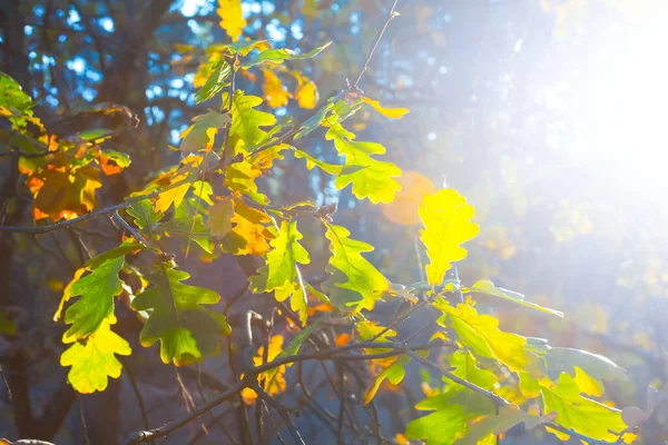 Närbild Röd Gren Höstskogen Ett Solljus Höst Naturlig Bakgrund — Stockfoto