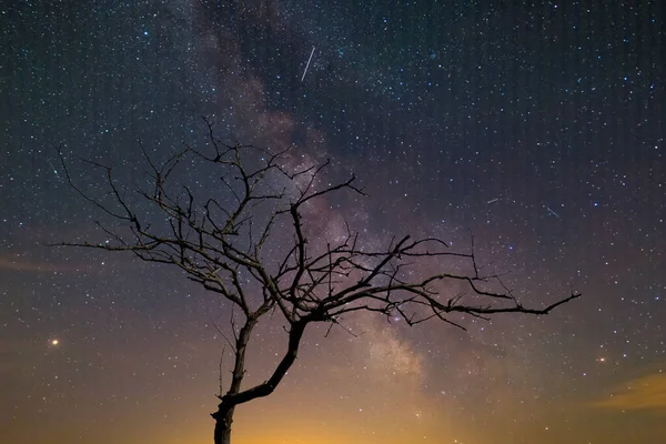 Sama Sucha Sylwetka Drzewa Gwiaździstym Tle Nieba Nocne Zewnętrzne Tło — Zdjęcie stockowe