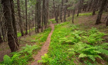 Dağ yamacında küçük bir orman, dağ ormanları ve ekolojik yürüyüş geçmişi var.