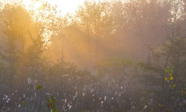 Orman sabahın erken saatlerinde güneş ışınlarıyla kaplanır.