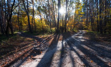 Orman, güneş ışınlarında uzun gölgelerle kaplıdır.
