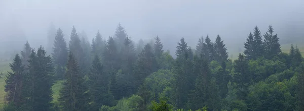 Gran Skog Ett Berg Sluttning Tät Dimma — Stockfoto