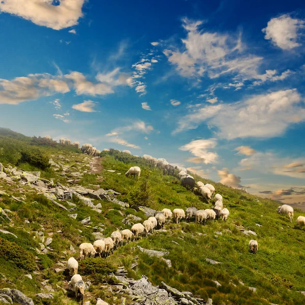 Schapen Kudde Wandelen Een Berg Helling — Stockfoto