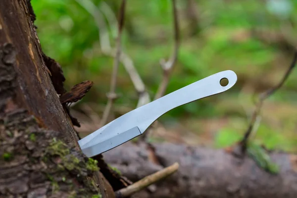 Lanzar Puñetazo Cuchillo Tronco Árbol — Foto de Stock