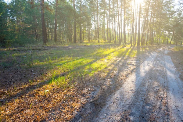 Claro Del Bosque Con Largas Sombras Rayo Sol — Foto de Stock