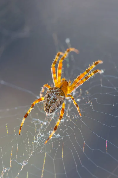 closeup spider sit in a web, wild natural background