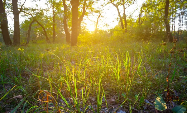 Schöne Waldlichtung Bei Sonnenuntergang Natürlicher Outdoor Hintergrund — Stockfoto