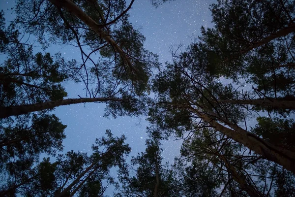 Boom Silhouet Een Nacht Sterrenhemel Achtergrond — Stockfoto