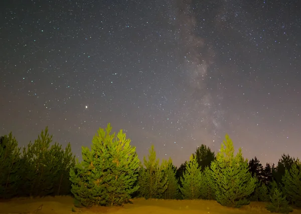 Floresta Pinheiros Noturnos Sob Céu Estrelado Escuro — Fotografia de Stock