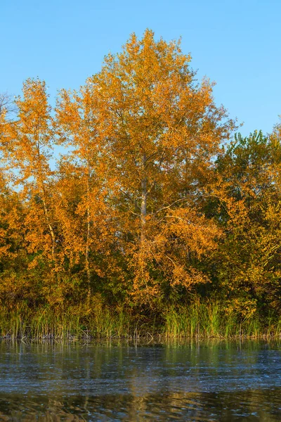 Gros Plan Arbre Automne Rouge Sur Une Côte Rivière Calme — Photo