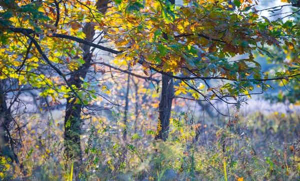 Gros Plan Branche Chêne Dans Une Forêt Avec Des Feuilles — Photo