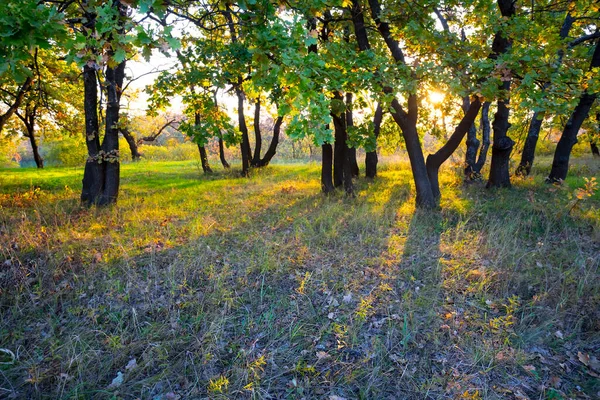 Dębowa Polana Świetle Wieczornego Słońca Jesienna Scena Leśna — Zdjęcie stockowe