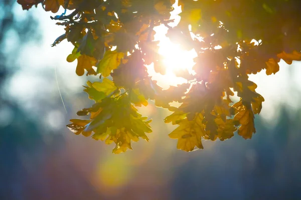 カラフルな乾燥した葉を持つ森の中の密室オークの木の枝 美しい秋の屋外の背景 — ストック写真
