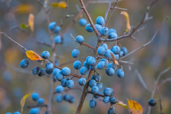 Olgunlaşmış Meyvelerle Kaplanmış Dikenli Çalı Sonbahar Açık Hava Sahnesi — Stok fotoğraf