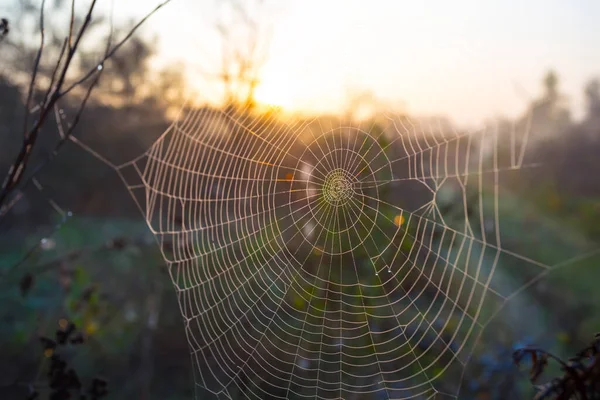 Wet Spider Web Bush Rays Morning Sun — Stock Photo, Image