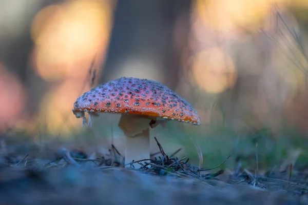 Närbild Röd Fluagarisk Svamp Skog — Stockfoto