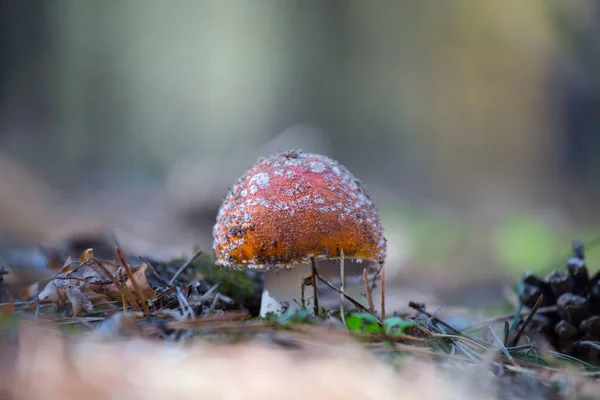 Närbild Röd Fluagarisk Svamp Skog — Stockfoto