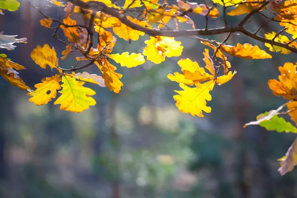 カラフルな乾燥した葉を持つ森の中の密室オークの木の枝 美しい秋の屋外の背景 — ストック写真